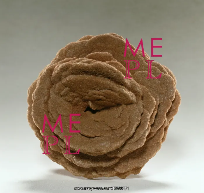 : Gypsum crystals - A desert rose : Gypsum crystals - A desert rose