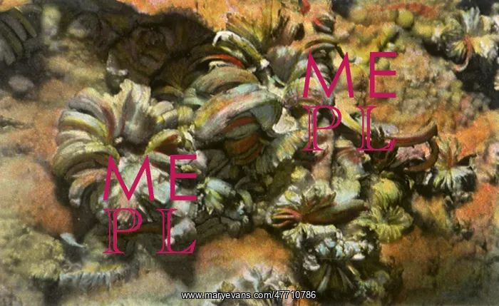  : Gypsum Formation