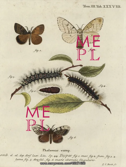 : Gypsy moth, Lymantria dispar : Gypsy moth, Lymantria dispar