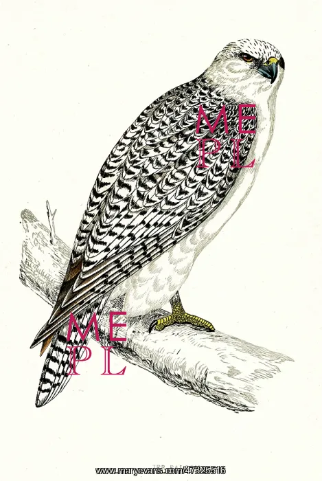  : GYRFALCON (sometimes Gerfalcon) (Falco gyrfalco)
