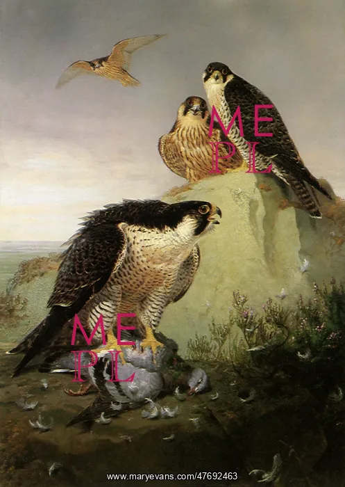  : Gyrfalcon