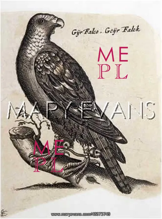  : GYRFALCON (sometimes Gerfalcon) (Falco gyrfalco)