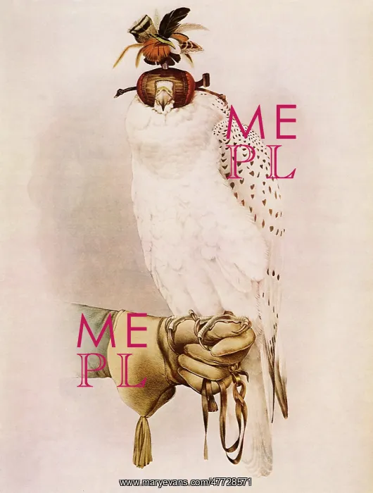  : Gyrfalcon, Falco rusticolus