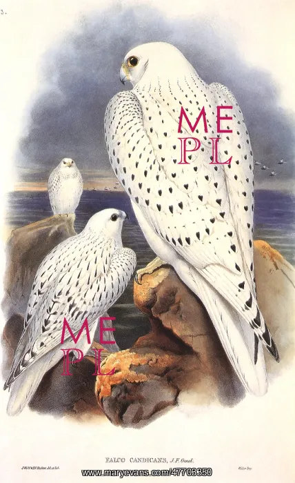 : Three Gyrfalcons : Three Gyrfalcons