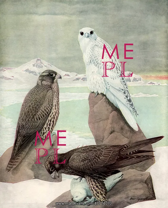  : Gyrfalcons