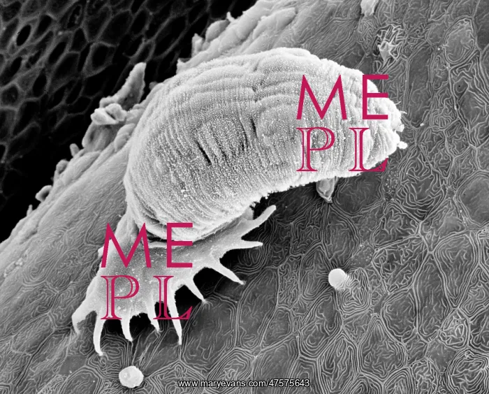 : Gyrodactylus, aquatic parasite : Gyrodactylus, aquatic parasite