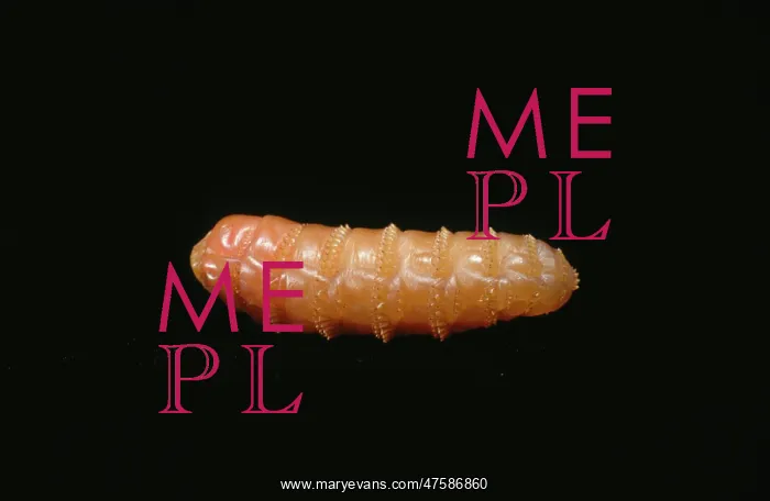 : Gyrostigma rhinocerontis, botfly maggot : Gyrostigma rhinocerontis, botfly maggot