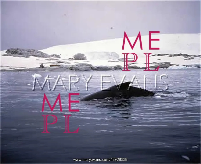 : H-BACK WHALE / ANTARCTICA