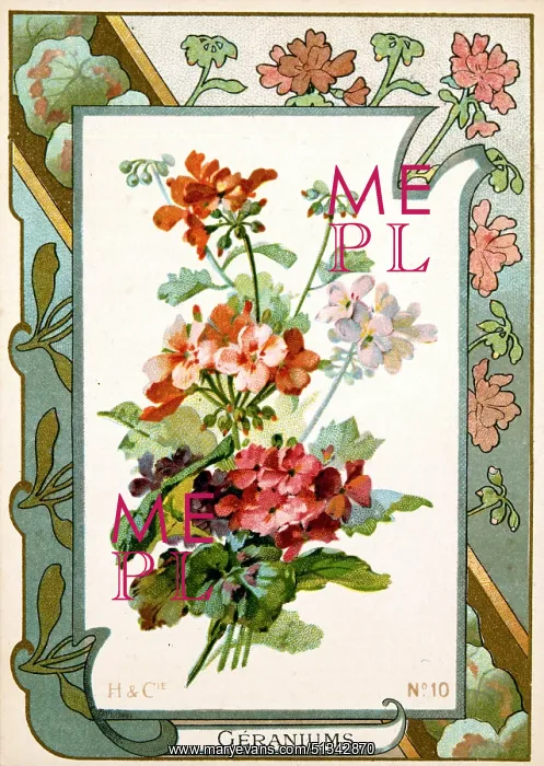: H & Cie - Geraniums - No.10 : H & Cie - Geraniums - No.10