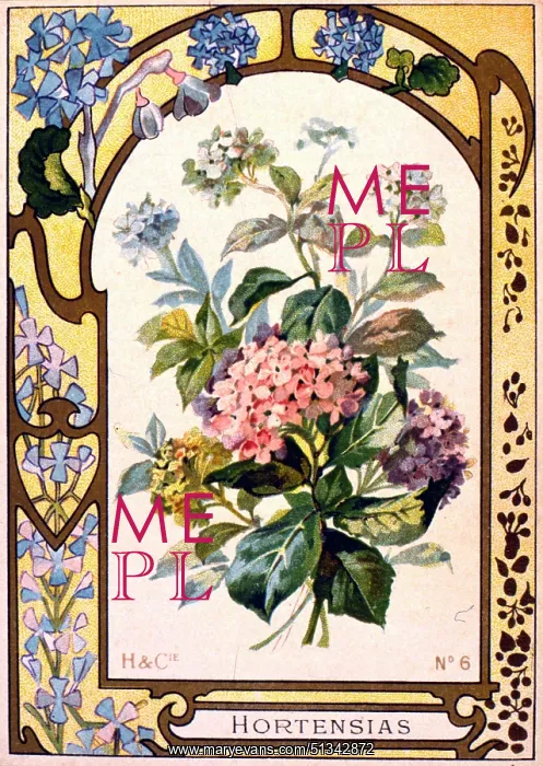 : H & Cie - Hortensias (Hydrangea) - No.6 : H & Cie - Hortensias (Hydrangea) - No.6