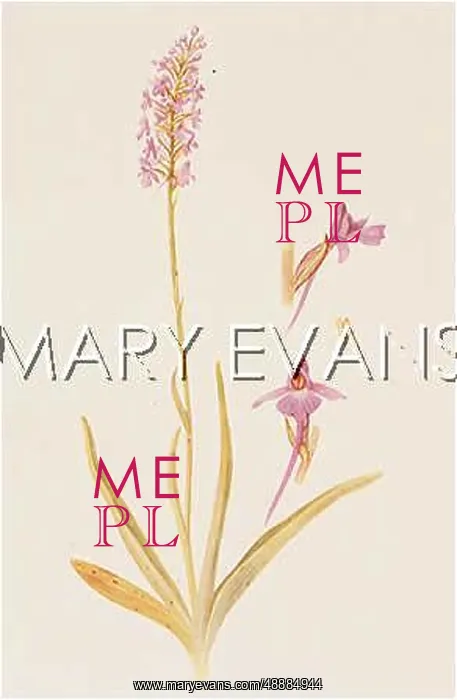  : HABENARIA CONOPSEA