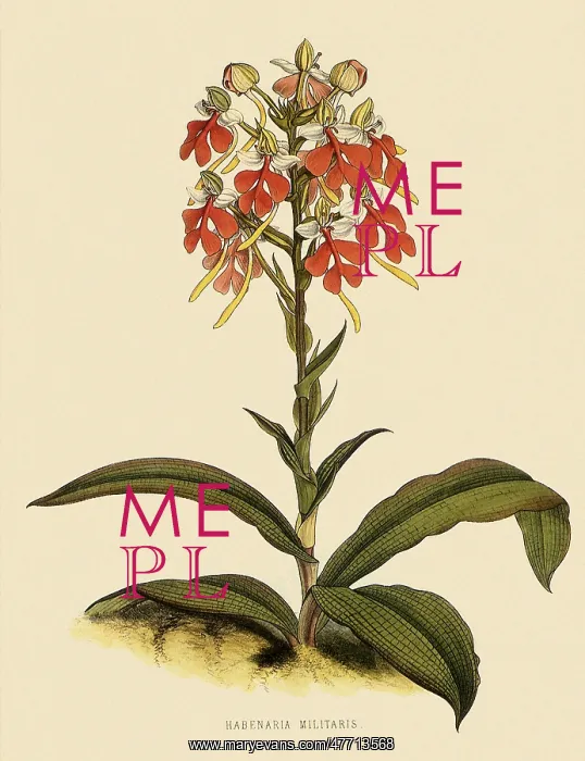  : Habenaria Militaris