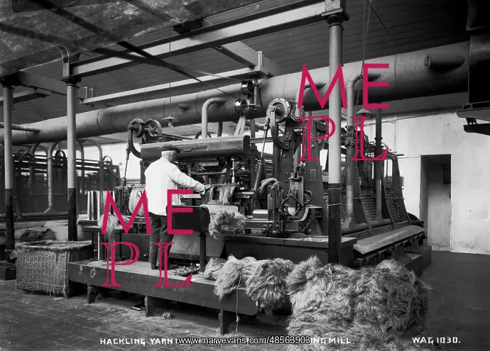 : Hackling Yarn in a North of Ireland Spinning Mill : Hackling Yarn in a North of Ireland Spinning Mill