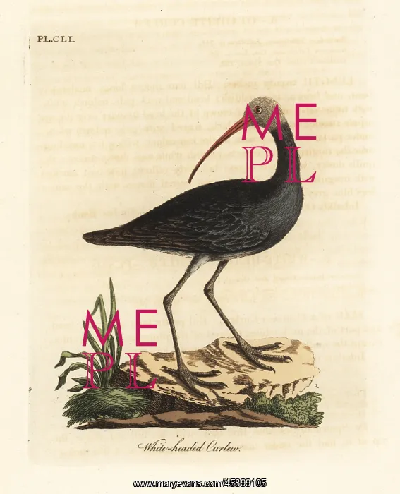 : Hadada or hadeda ibis, Bostrychia hagedash? : Hadada or hadeda ibis, Bostrychia hagedash?