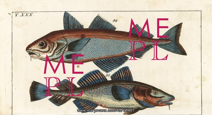 : Haddock and cod : Haddock and cod