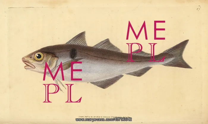 : Haddock, Melanogrammus aeglefinus. Vulnerable : Haddock, Melanogrammus aeglefinus. Vulnerable