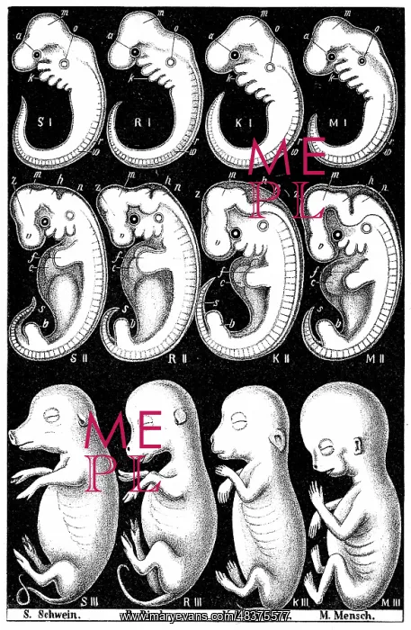 : Haeckel's comparision of embryos of Pig, Cow : Haeckel's comparision of embryos of Pig, Cow