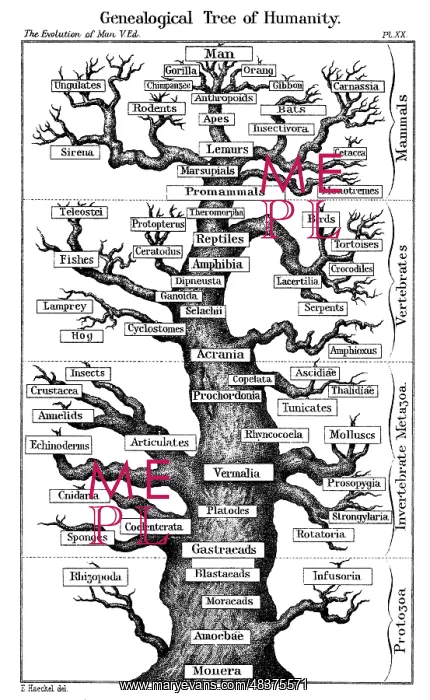 : Haeckel's scheme of evolution displayed in the : Haeckel's scheme of evolution displayed in the