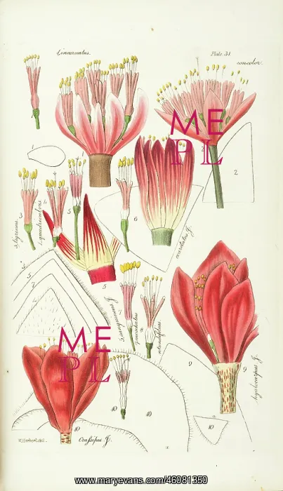 : Haemanthus incarnatus : Haemanthus incarnatus