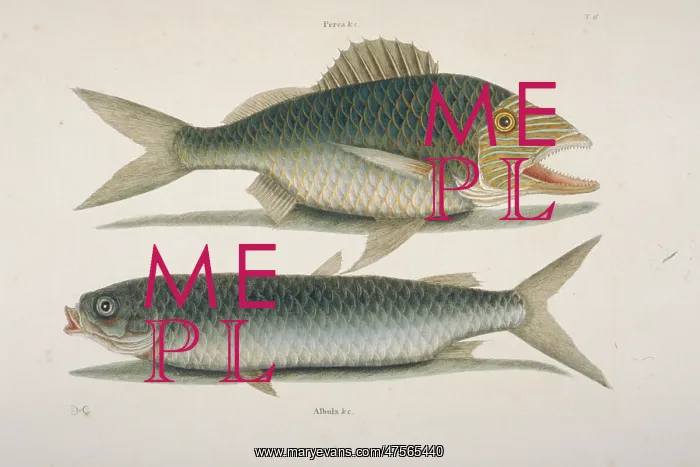 : Haemulon plumieri, white grunt & Mugil cephalus, mullet : Haemulon plumieri, white grunt & Mugil cephalus, mullet