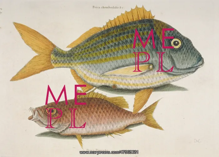 : Haemulon sciurus, blue striped grunt & Lutjanus apodus, scho : Haemulon sciurus, blue striped grunt & Lutjanus apodus, scho