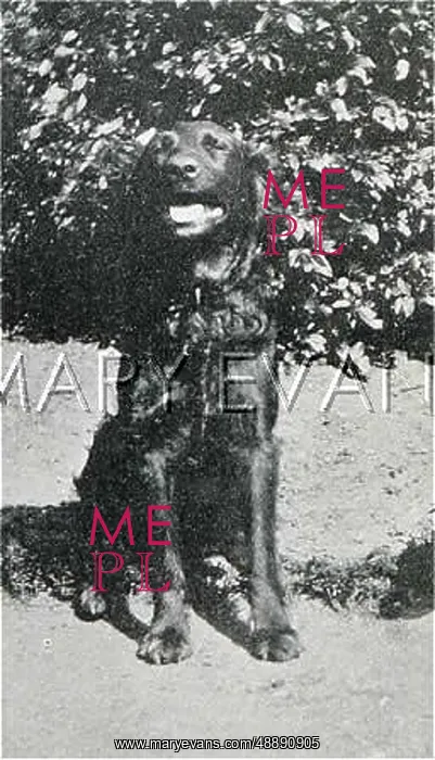  : HAGGARD'S DOG
