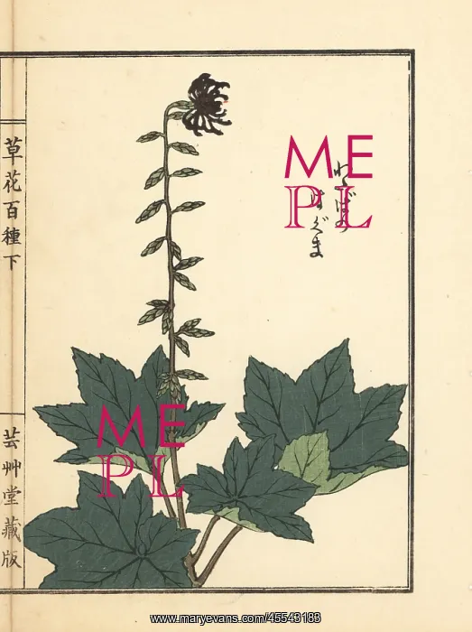 : Haguma or Ainsliaea acerifolia : Haguma or Ainsliaea acerifolia