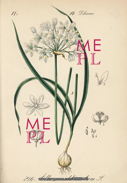 : Hairy garlic, Allium subhirsutum : Hairy garlic, Allium subhirsutum
