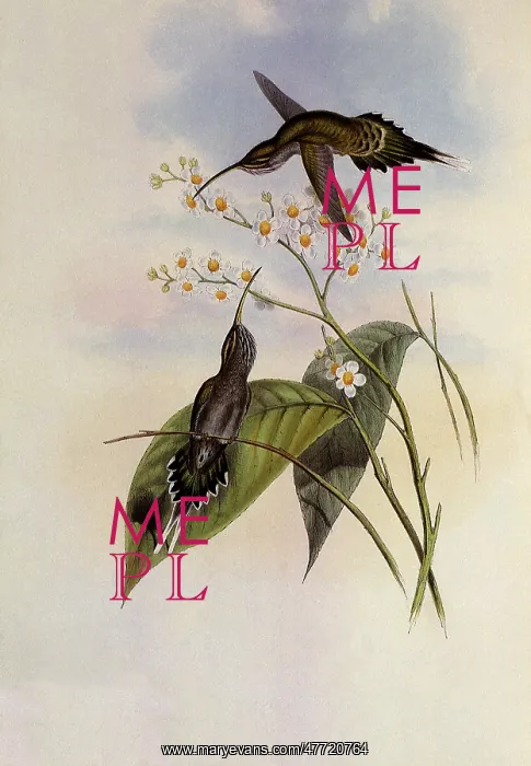 : Hairy Hermit, PhaEothornis Hispidus : Hairy Hermit, PhaEothornis Hispidus