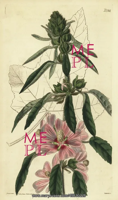 : Hairy lavatera, Lavatera hispida : Hairy lavatera, Lavatera hispida