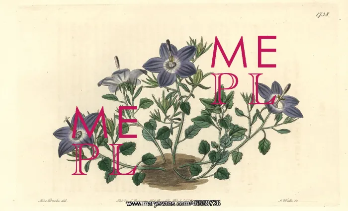 : Hairy-leaved brittle bellflower, Campanula fragilis : Hairy-leaved brittle bellflower, Campanula fragilis