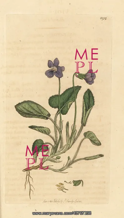  : Hairy violet, Viola hirta