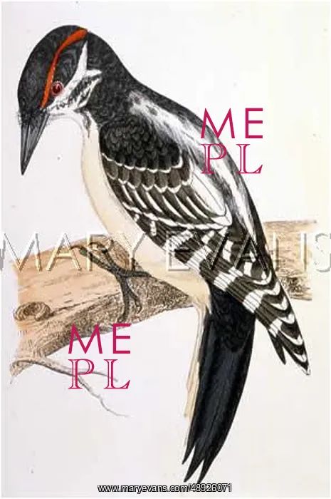  : HAIRY WOODPECKER