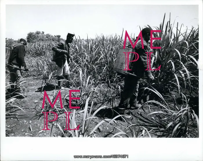 : Haitians Work Dominican Republic Sugar Fields : Haitians Work Dominican Republic Sugar Fields