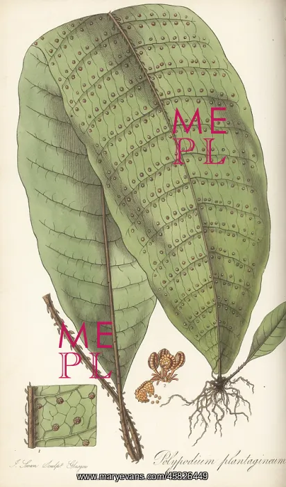 : Halberd fern, Tectaria plantaginea : Halberd fern, Tectaria plantaginea