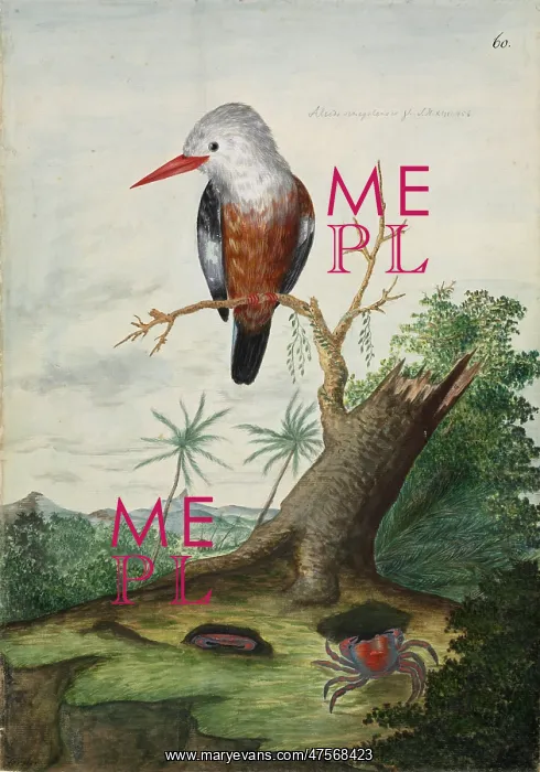 : Halcyon leucocephala, grey-headed kingfisher : Halcyon leucocephala, grey-headed kingfisher