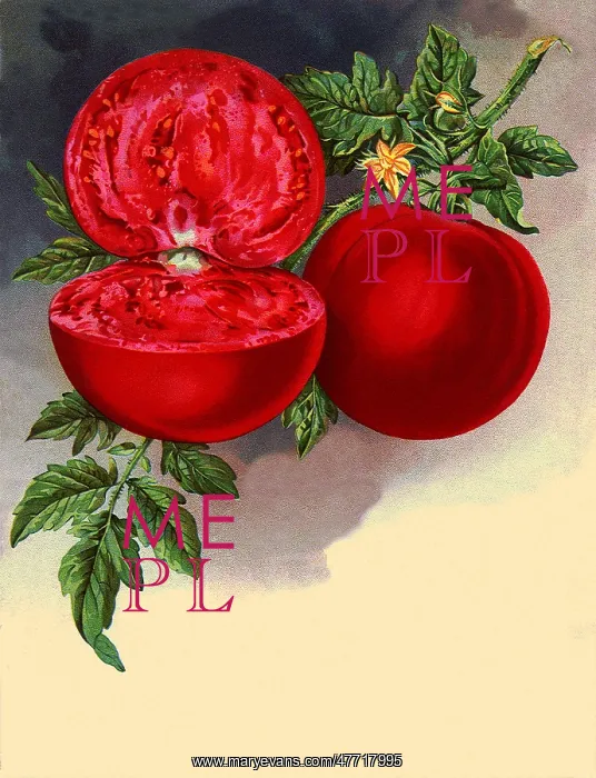  : Half and Whole Tomato