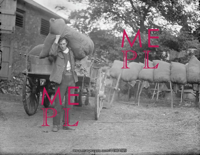 : Halfway St. Farm, Sidcup - Loading hop sacks onto horse & ca : Halfway St. Farm, Sidcup - Loading hop sacks onto horse & ca