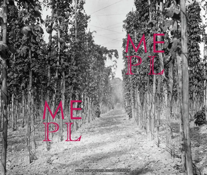 : Halfway Street Farm : Halfway Street Farm