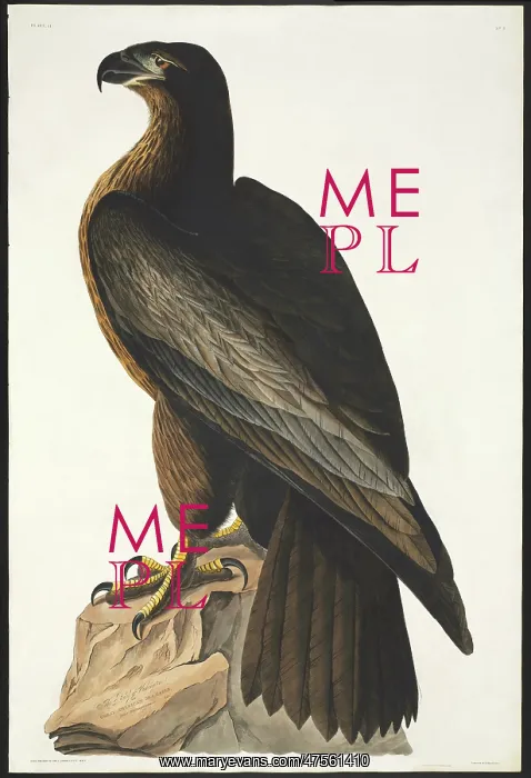 : Haliaeetus leucocephalus, bald eagle : Haliaeetus leucocephalus, bald eagle