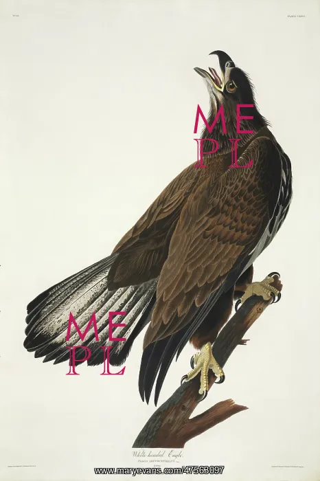 : Haliaeetus leucocephalus, bald eagle : Haliaeetus leucocephalus, bald eagle