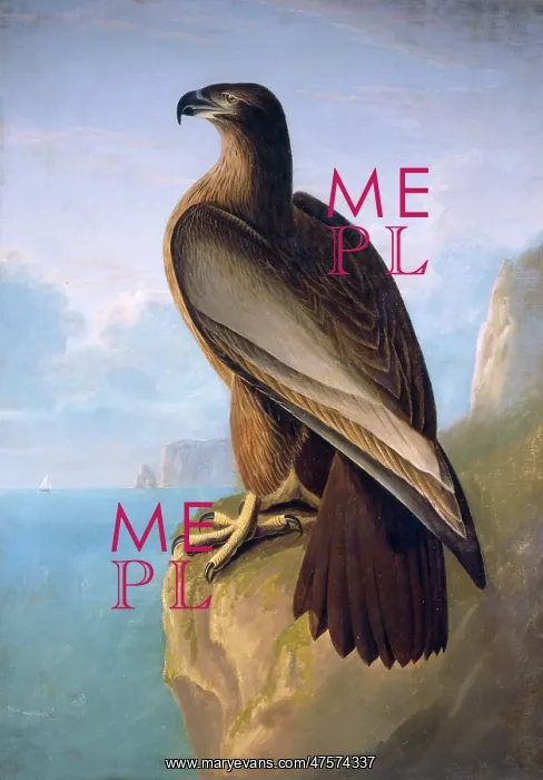 : Haliaeetus leucocephalus, bald eagle : Haliaeetus leucocephalus, bald eagle
