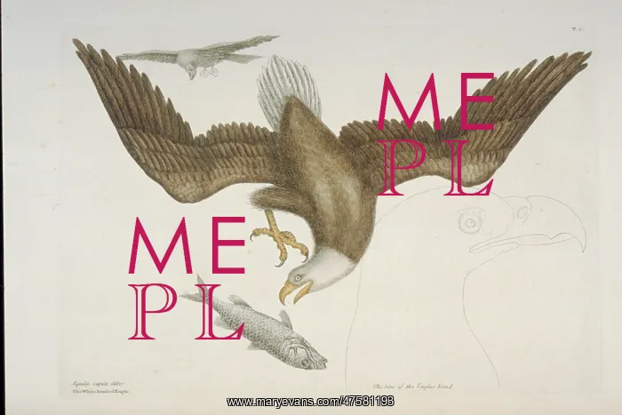 : Haliaeetus leucocephalus, bald eagle : Haliaeetus leucocephalus, bald eagle