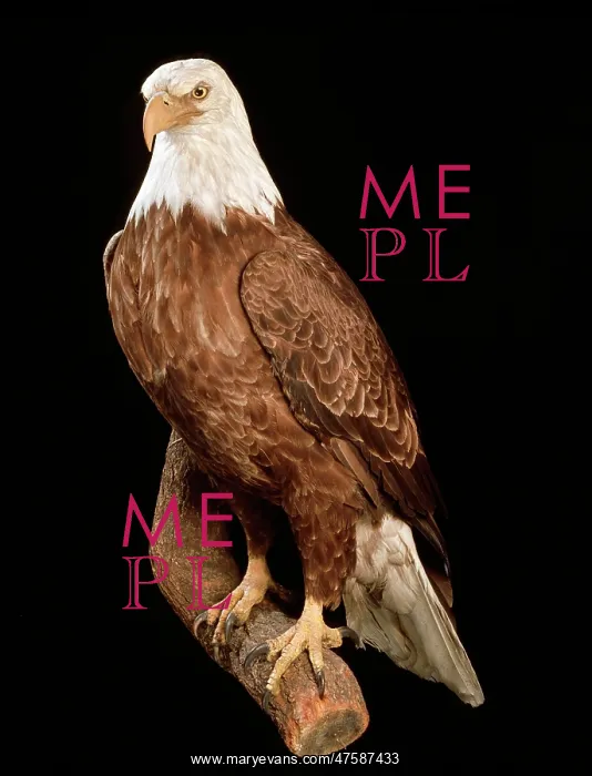 : Haliaeetus leucocephalus, bald eagle : Haliaeetus leucocephalus, bald eagle
