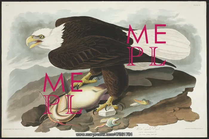 : Haliaetus leucocephalus, bald eagle : Haliaetus leucocephalus, bald eagle