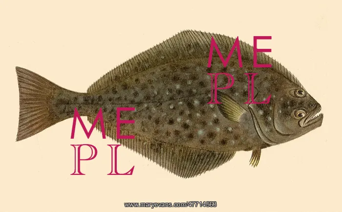  : Halibut