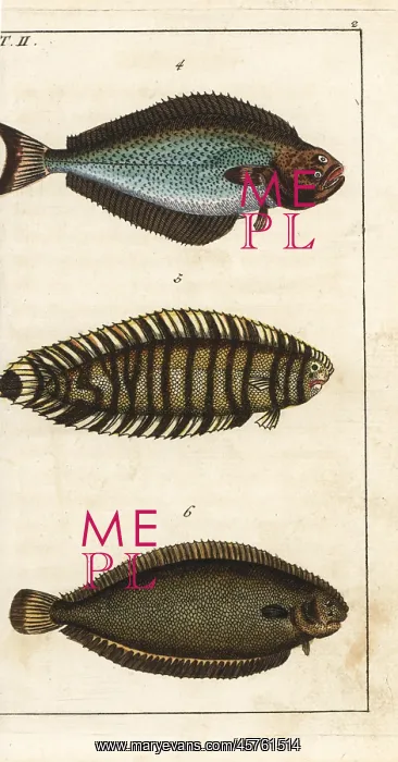 : Halibut, lined sole, and Dover sole : Halibut, lined sole, and Dover sole
