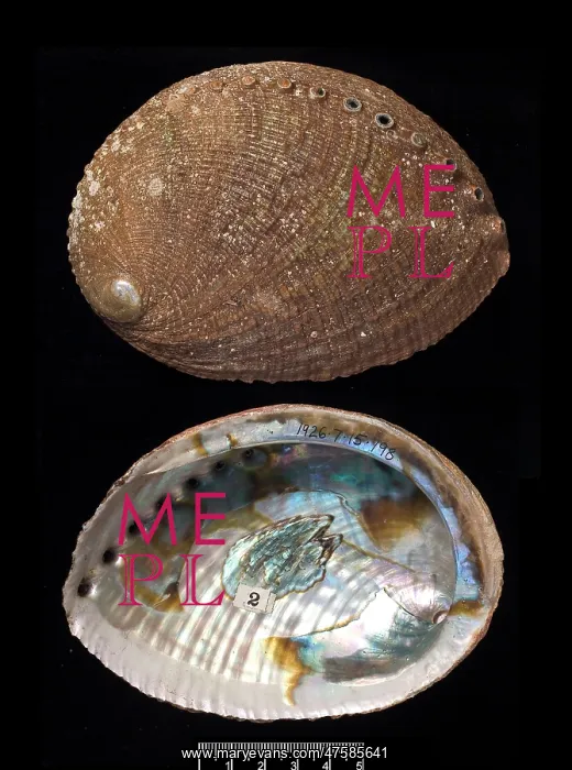 : Haliotis fulgens, green abalone : Haliotis fulgens, green abalone