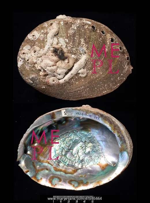: Haliotis fulgens, green abalone : Haliotis fulgens, green abalone