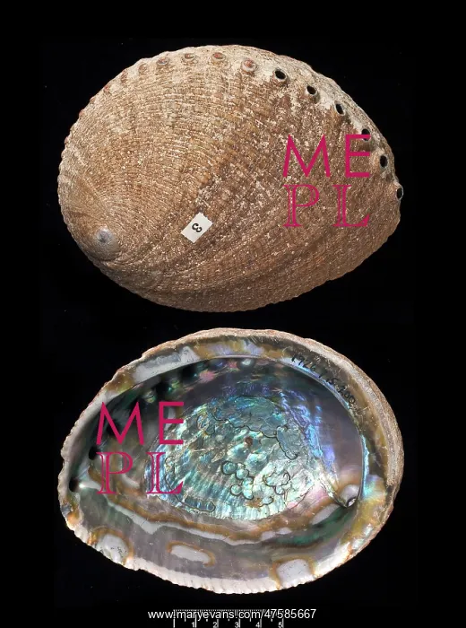 : Haliotis fulgens, green abalone : Haliotis fulgens, green abalone